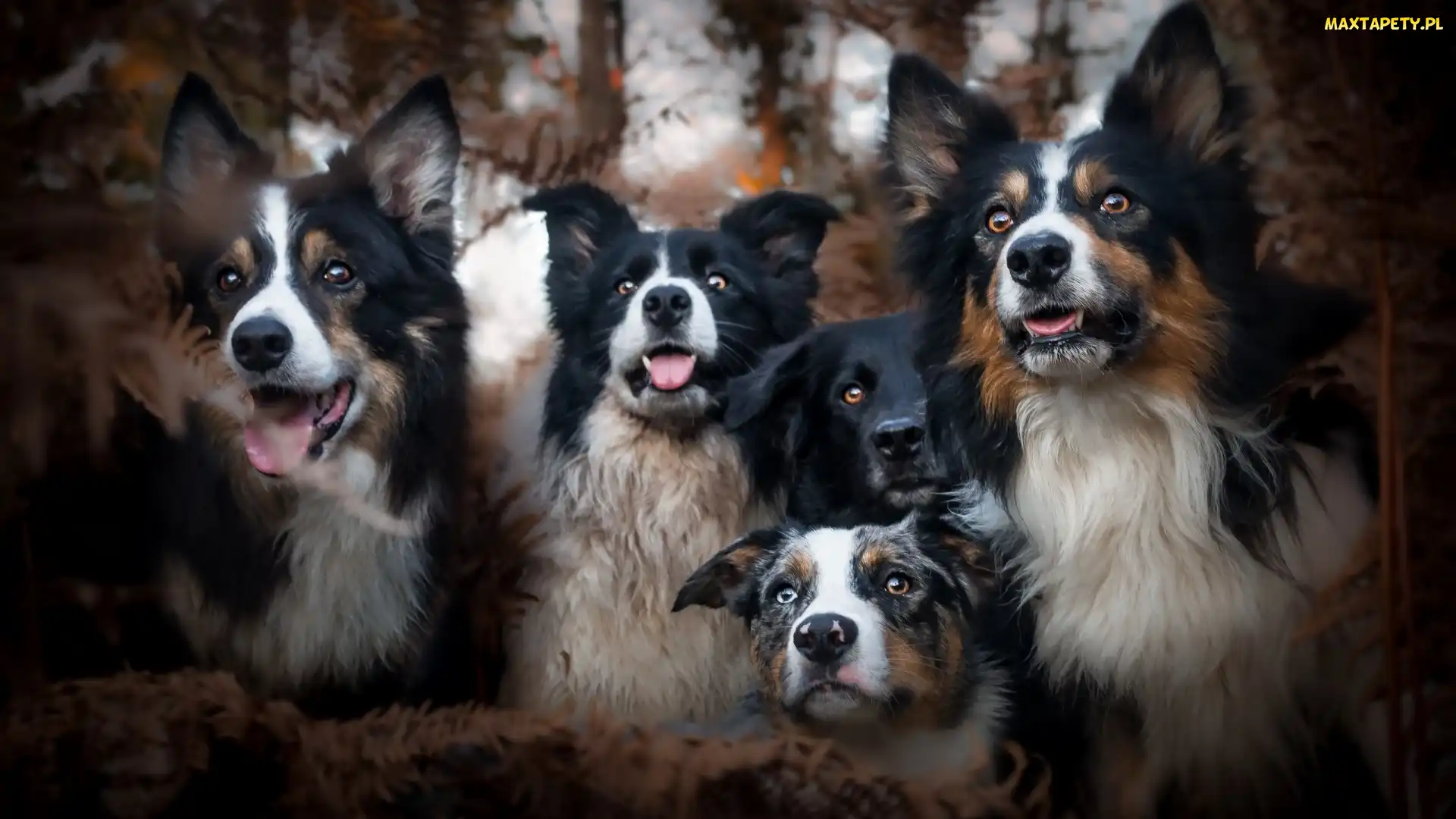 Border collie, Przyjaciele, Psy
