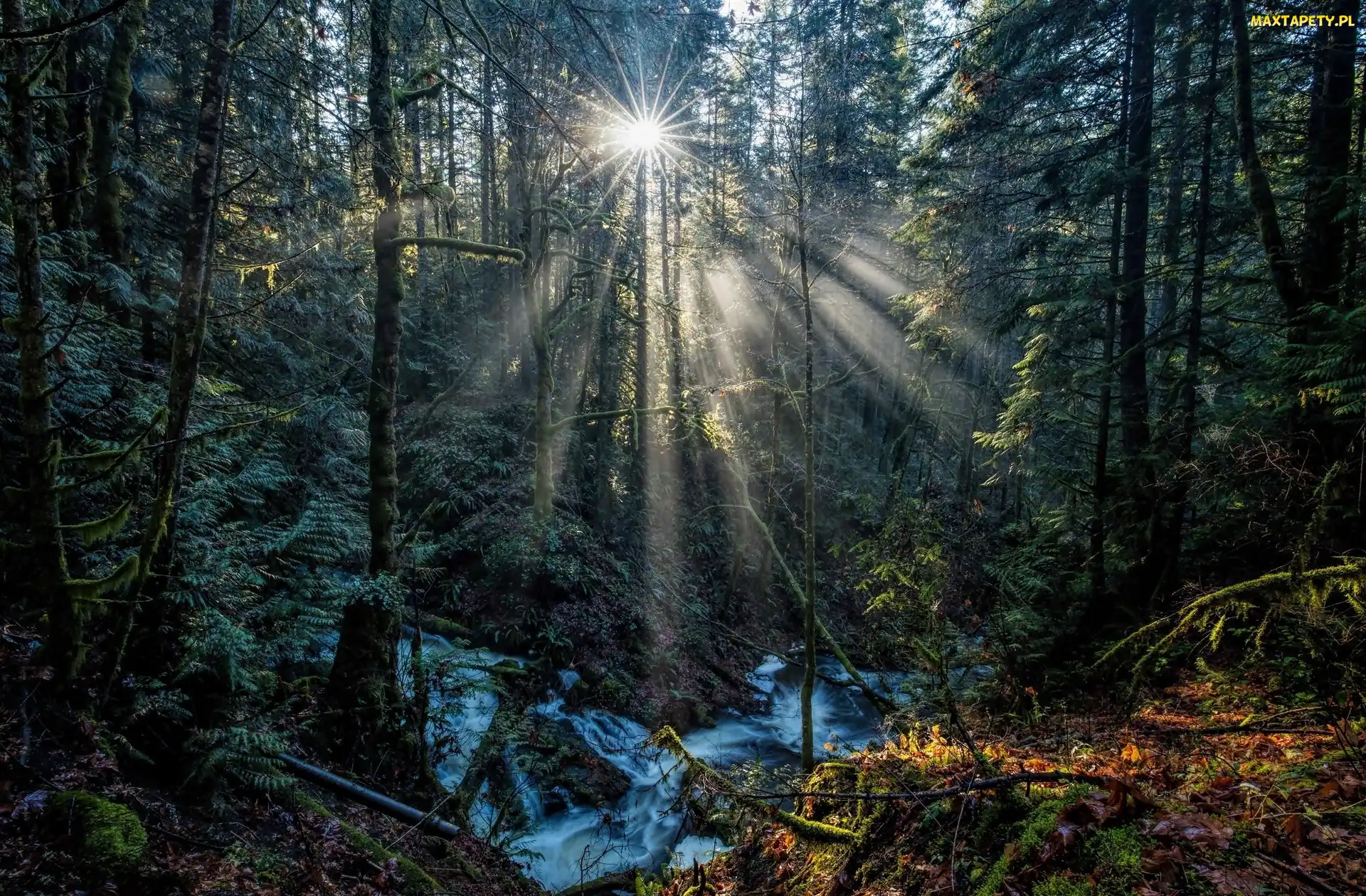 Przebijające światło, Las, Kolumbia Brytyjska, Kanada, Park Prowincjonalny Gowlland Tod, Potok Tod Creek