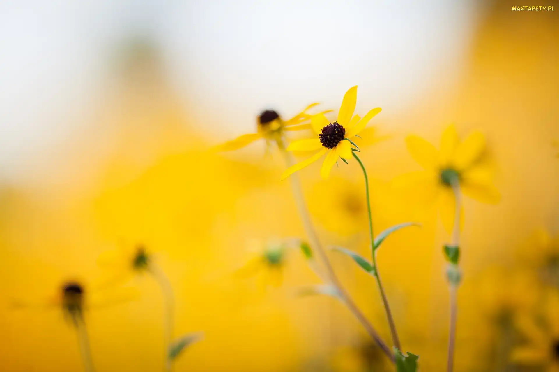 Kwiaty, Tło, Rozmyte, Rudbekia, Żółte