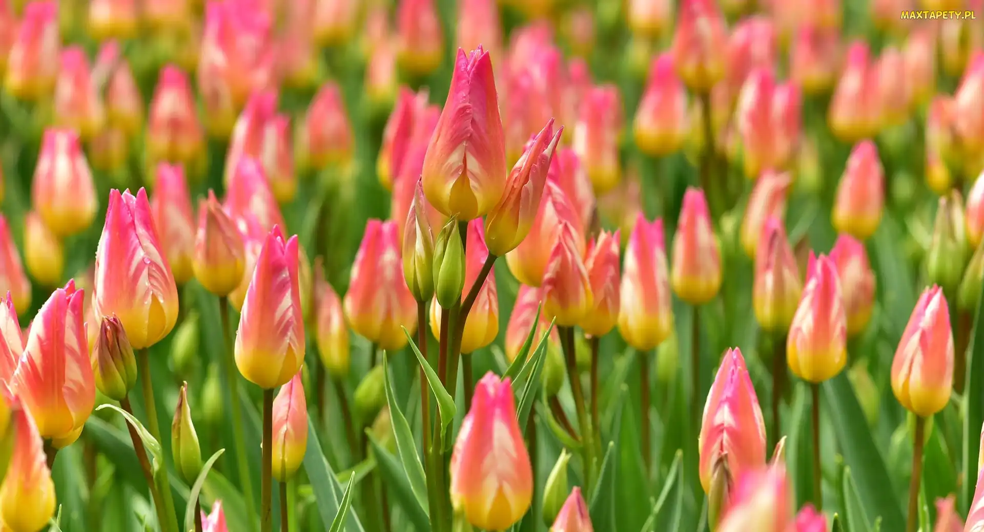 Kolorowe, Pąki, Tulipany