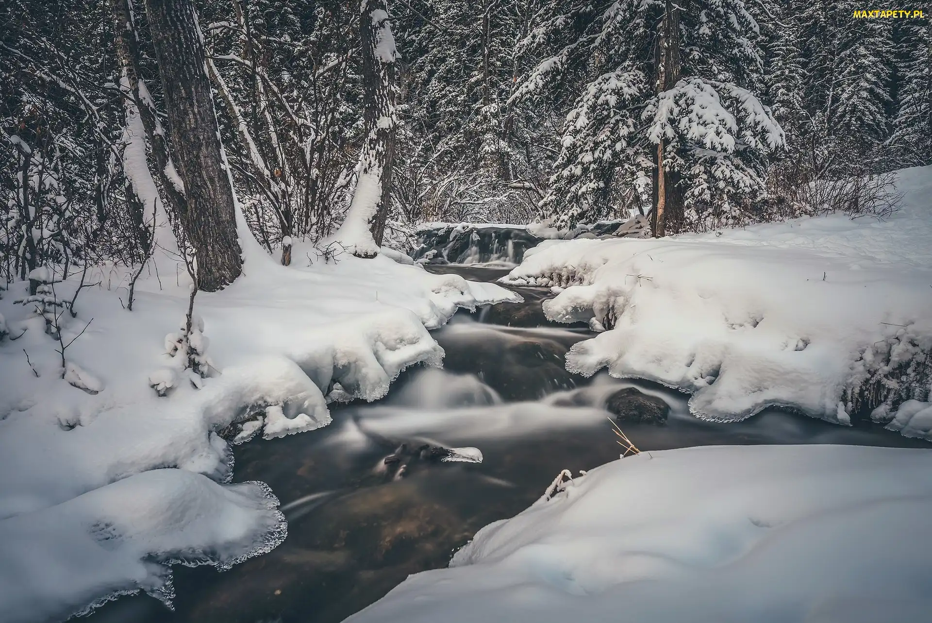 Kanada, Drzewa, Zima, Rzeka, Śnieg, Strumień, Prowincja Alberta, Park Prowincjonalny Big Hill Springs, Las