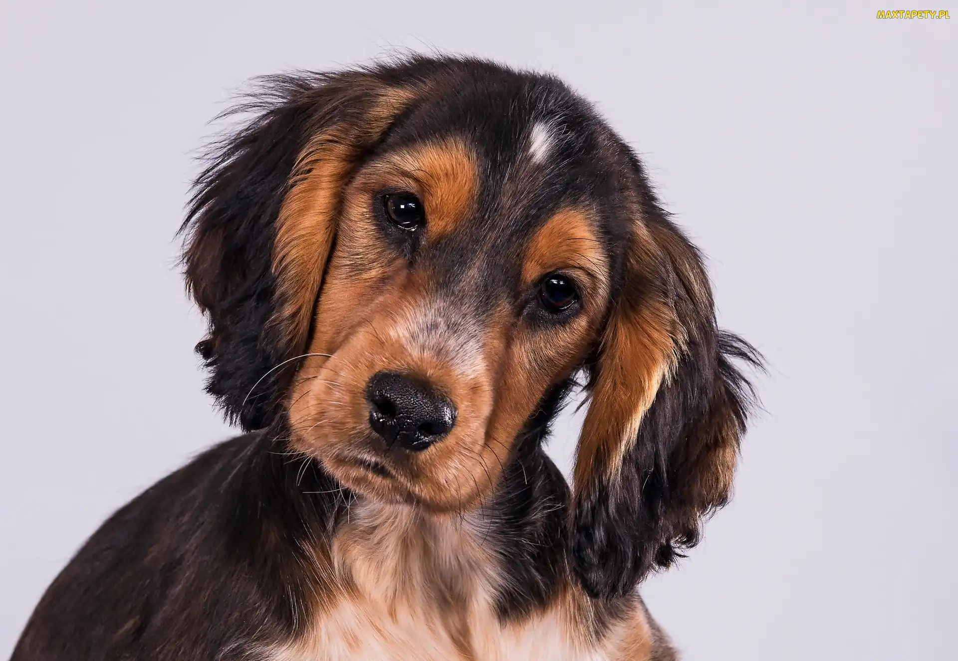 Cocker spaniel, Smutny, Szczeniak, Słodki