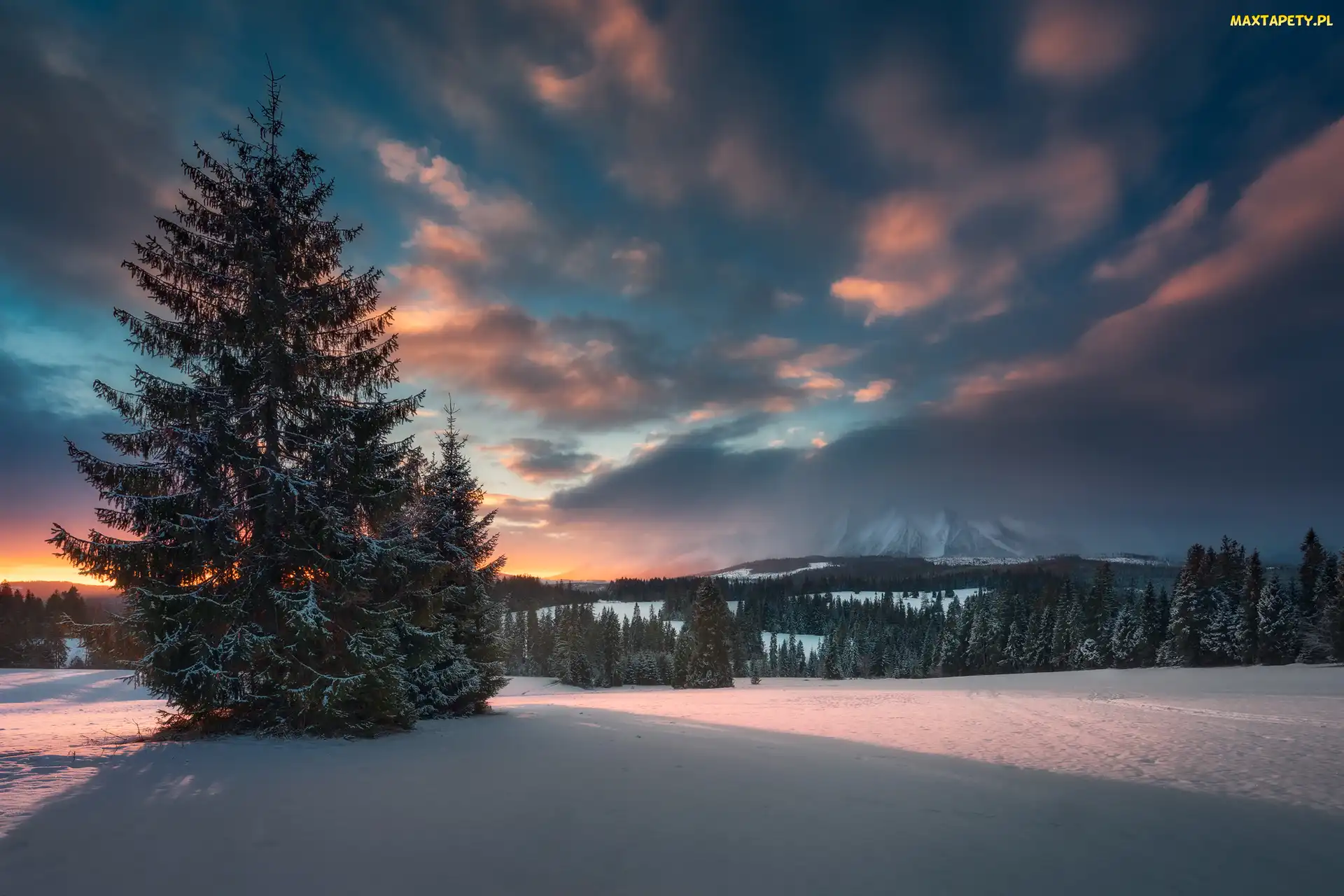 Śnieg, Drzewa, Góry Tatry Bielskie, Słowacja, Wschód Słońca, Zima