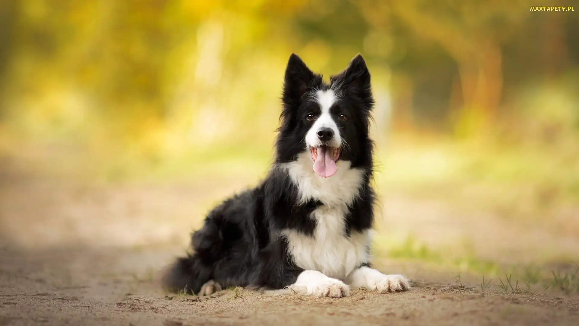 Border collie, Piasek, Jęzor, Mordka, Pies