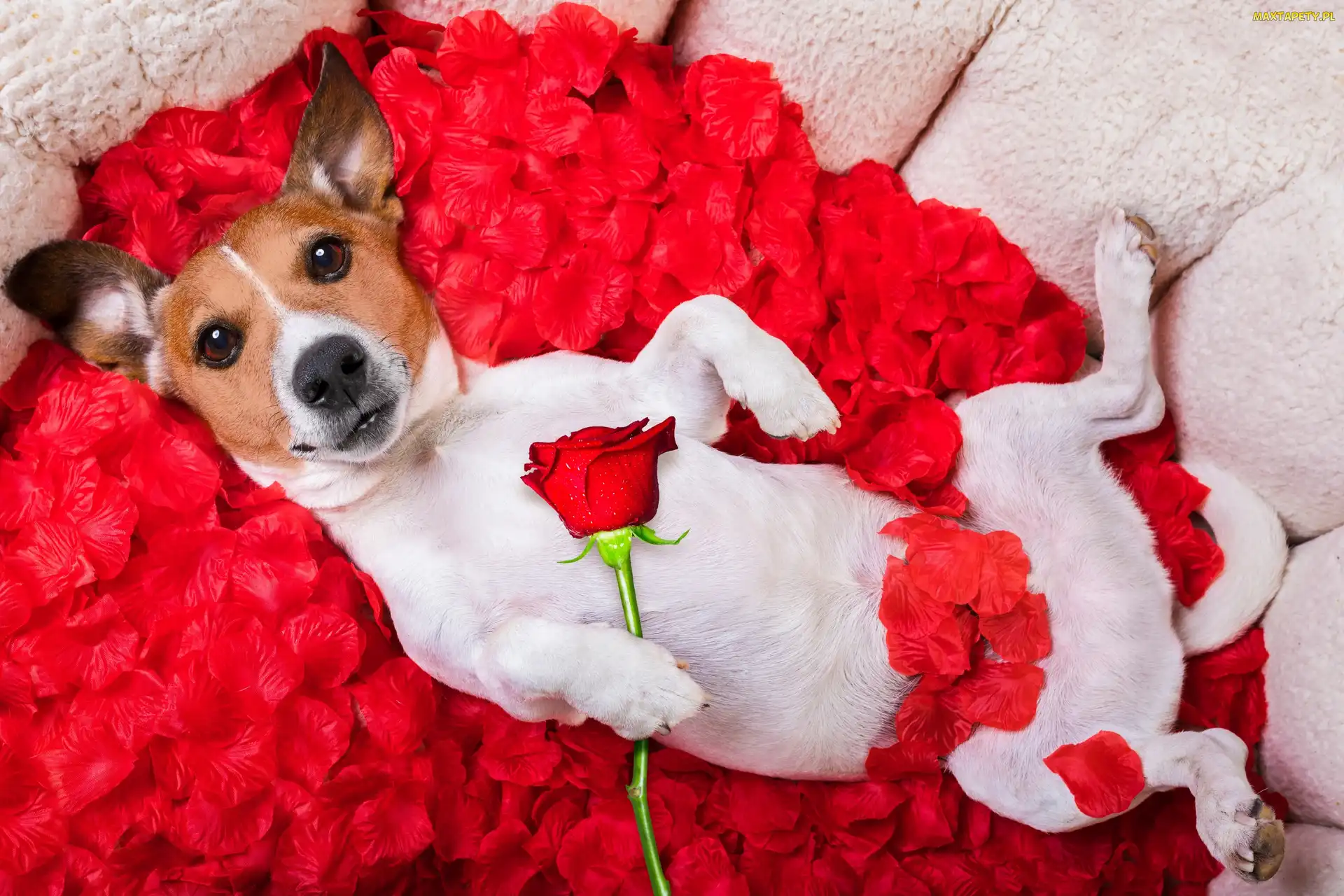 Róża, Jack Russell terrier, Płatki