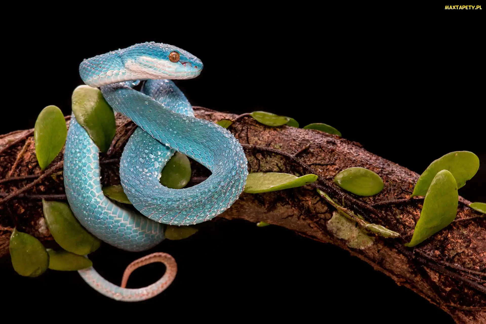 Żmija, Liście, Konar, Trimeresurus albolabris insularis, Niebieska