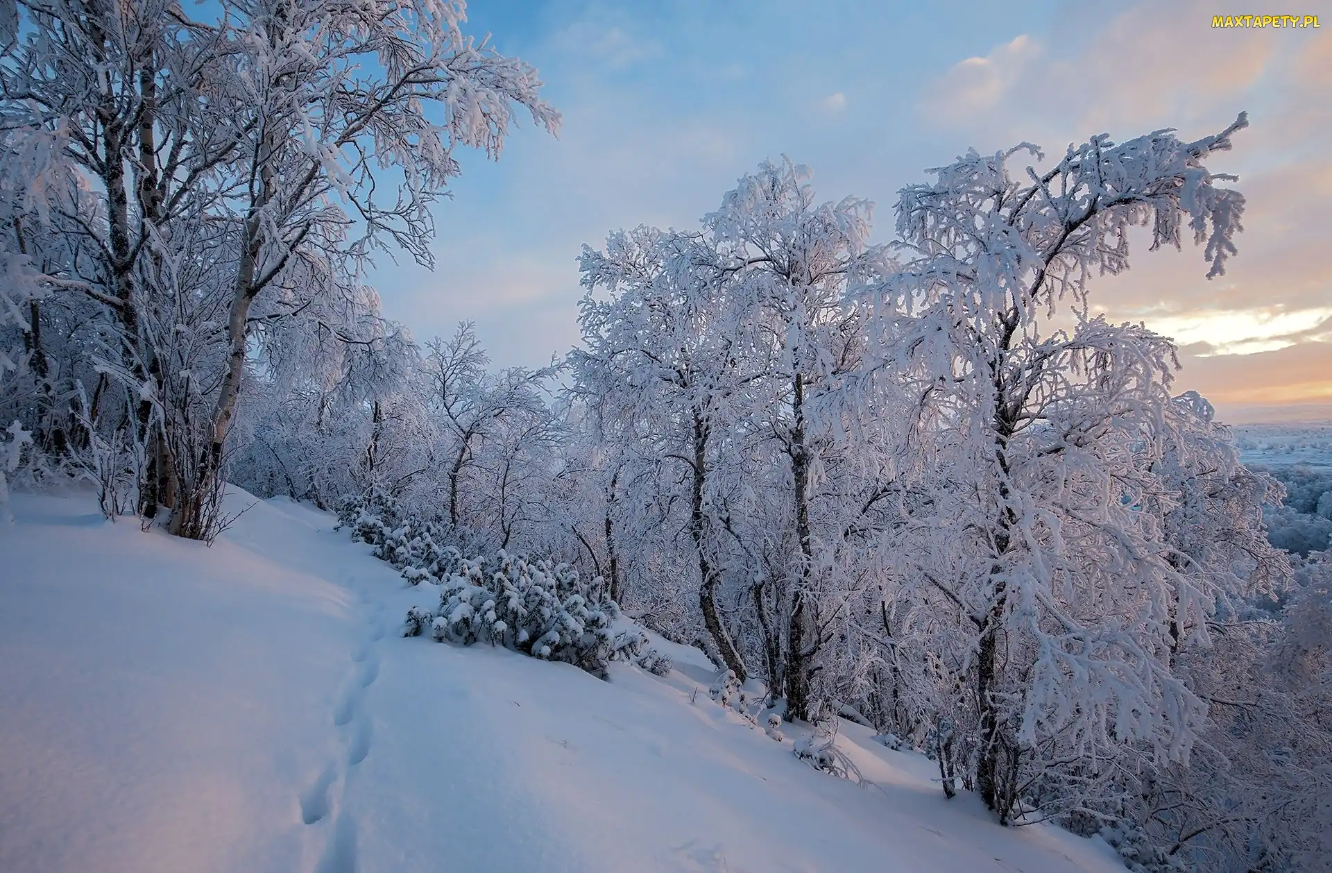 Laponia, Drzewa, Ośnieżone, Zima, Finlandia