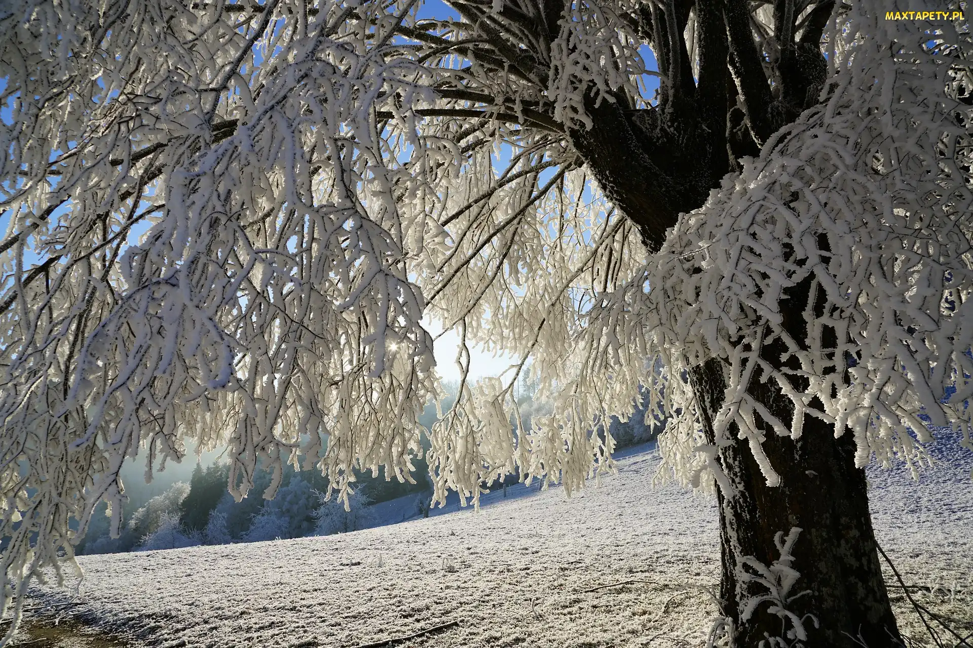Światło, Gałęzie, Śnieg, Zima, Drzewo, Ośnieżone
