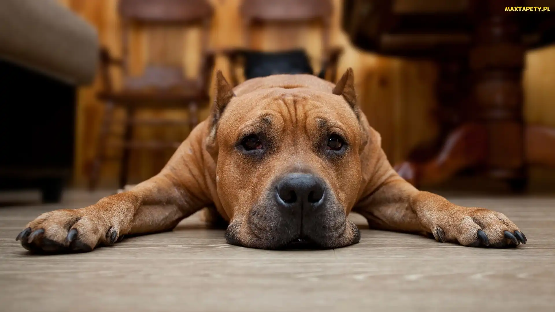 Leżący, Pit Bull terrier, Pies