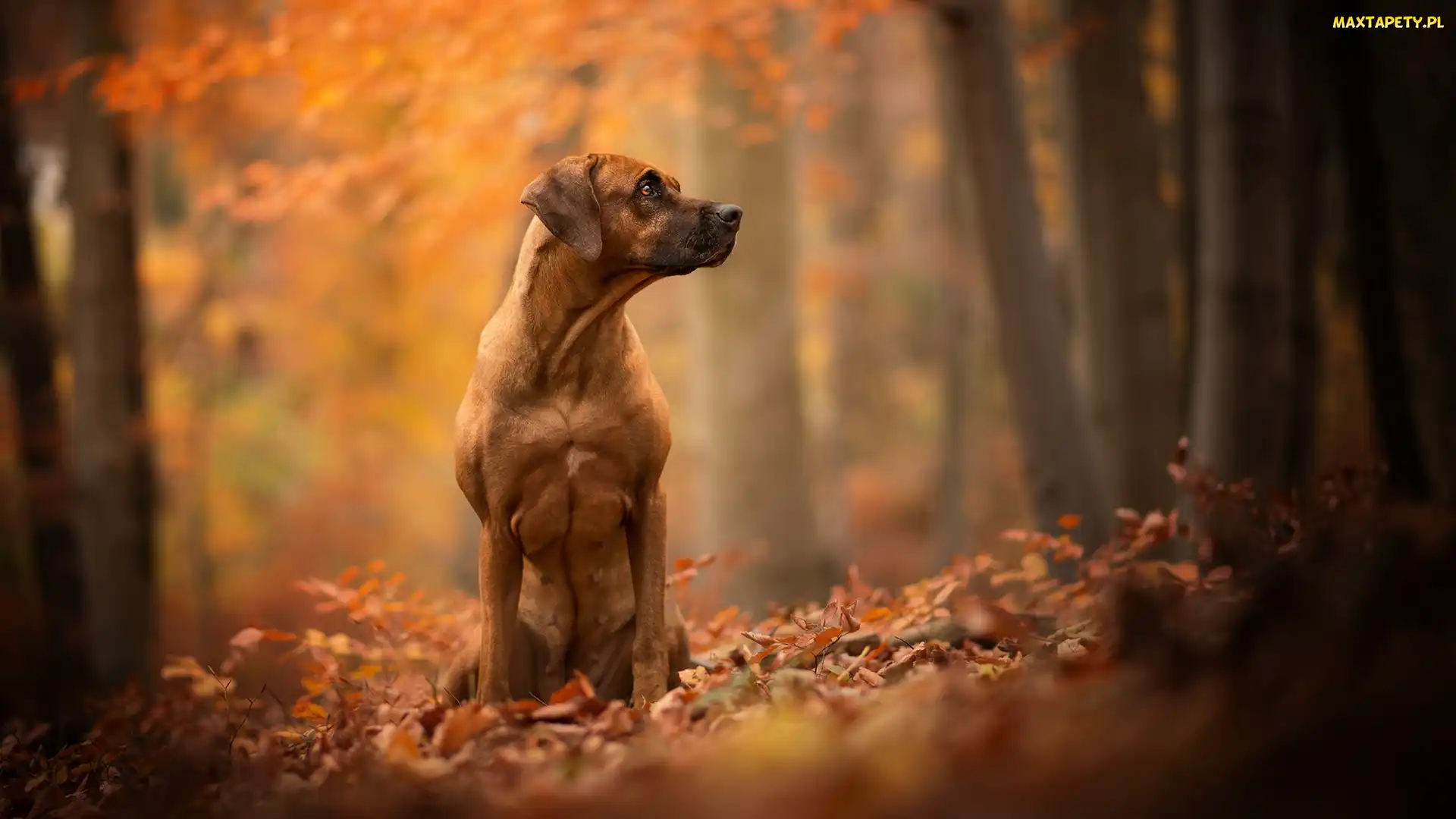 Rhodesian ridgeback, Liście, Pies