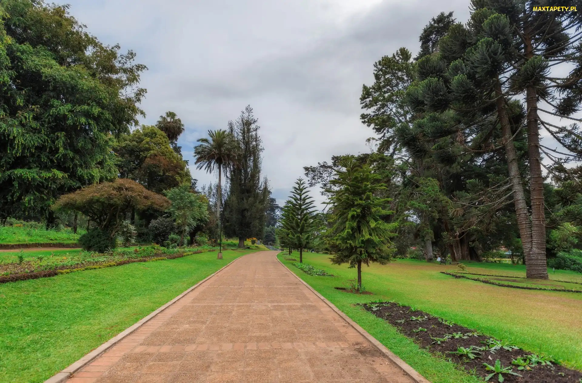 Prowincja Środkowa, Sri Lanka, Alejka, Victoria Park, Park miejski, Drzewa, Miasto Nuwara Eliya