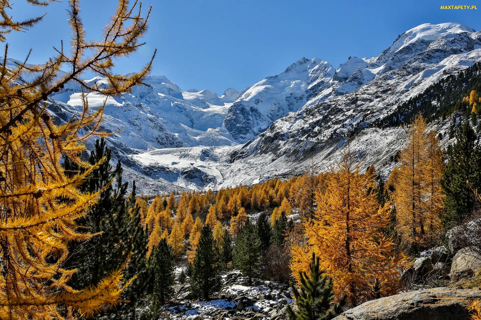 Drzewa, Góry Alpy Retyckie, Kanton Gryzonia, Śnieg, Masyw Bernina, Szwajcaria, Lodowiec Morteratschgletscher