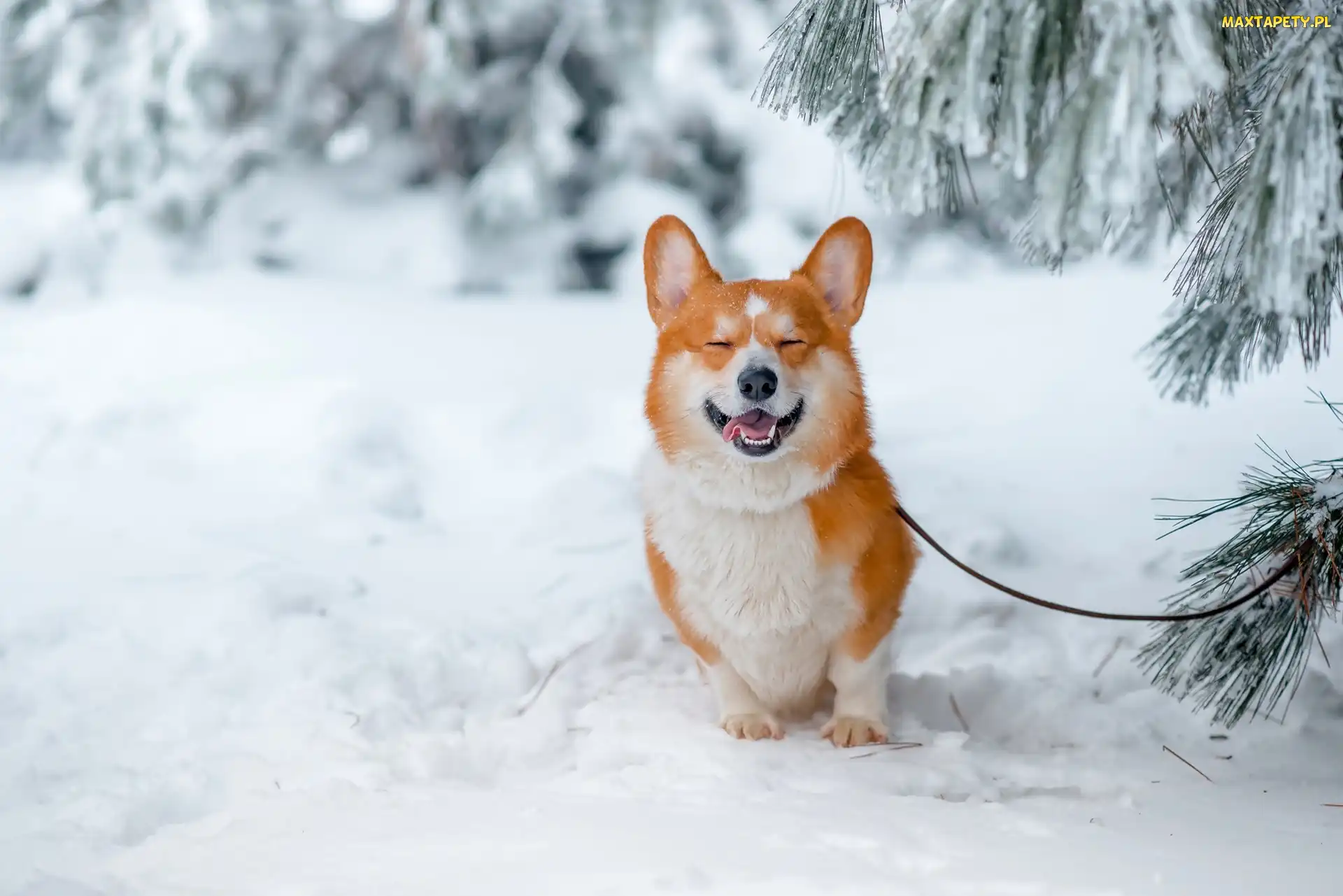 Zima, Drzewa, Welsh corgi pembroke, Las