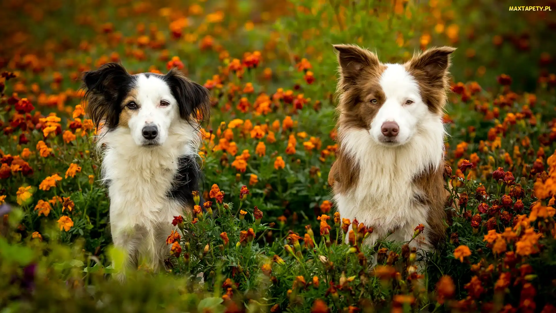 Kundelek, Kwiaty, Łąka, Border collie, Psy