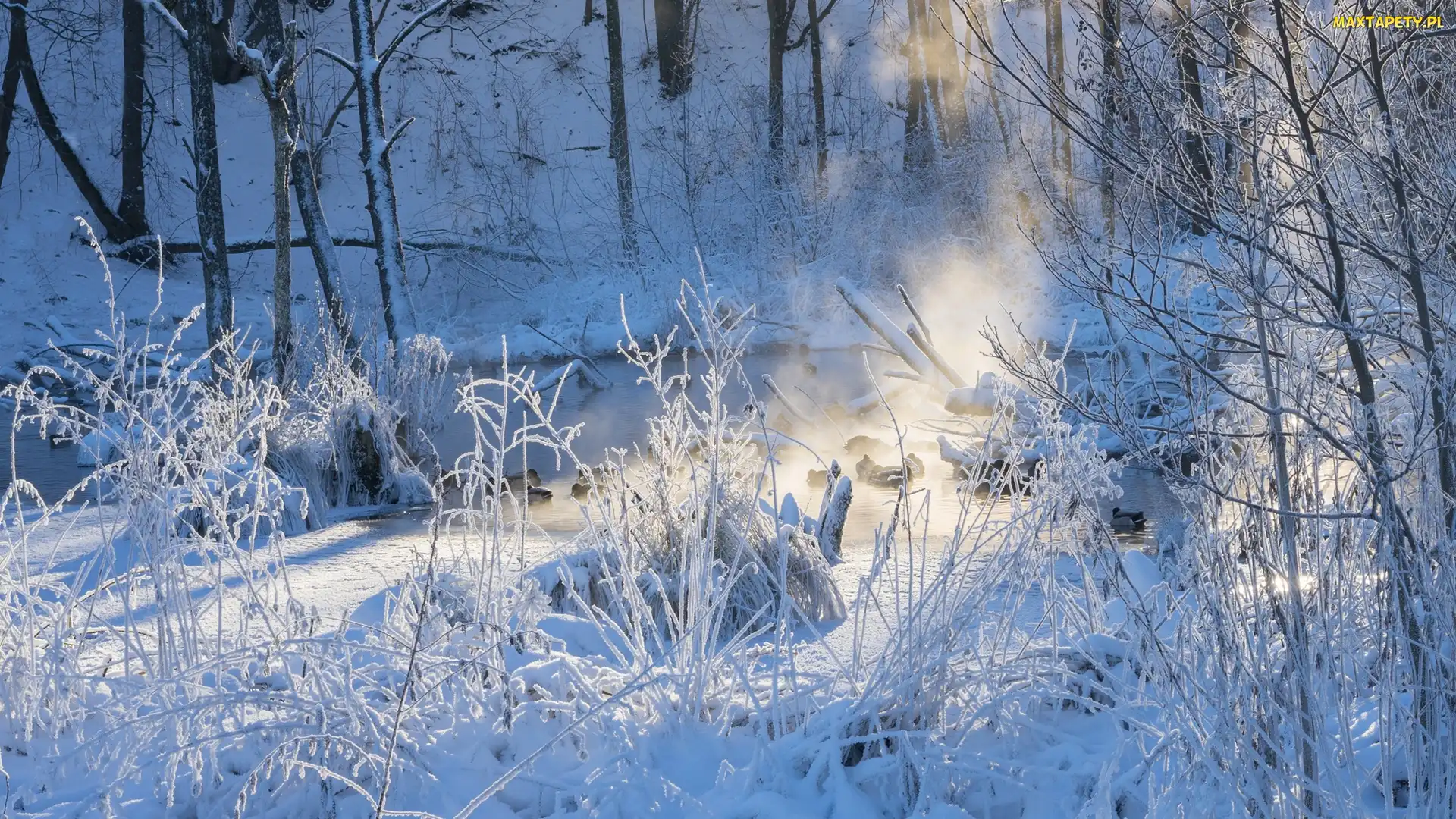 Przebijające, Śnieg, Las, Światło, Rośliny, Zima, Drzewa