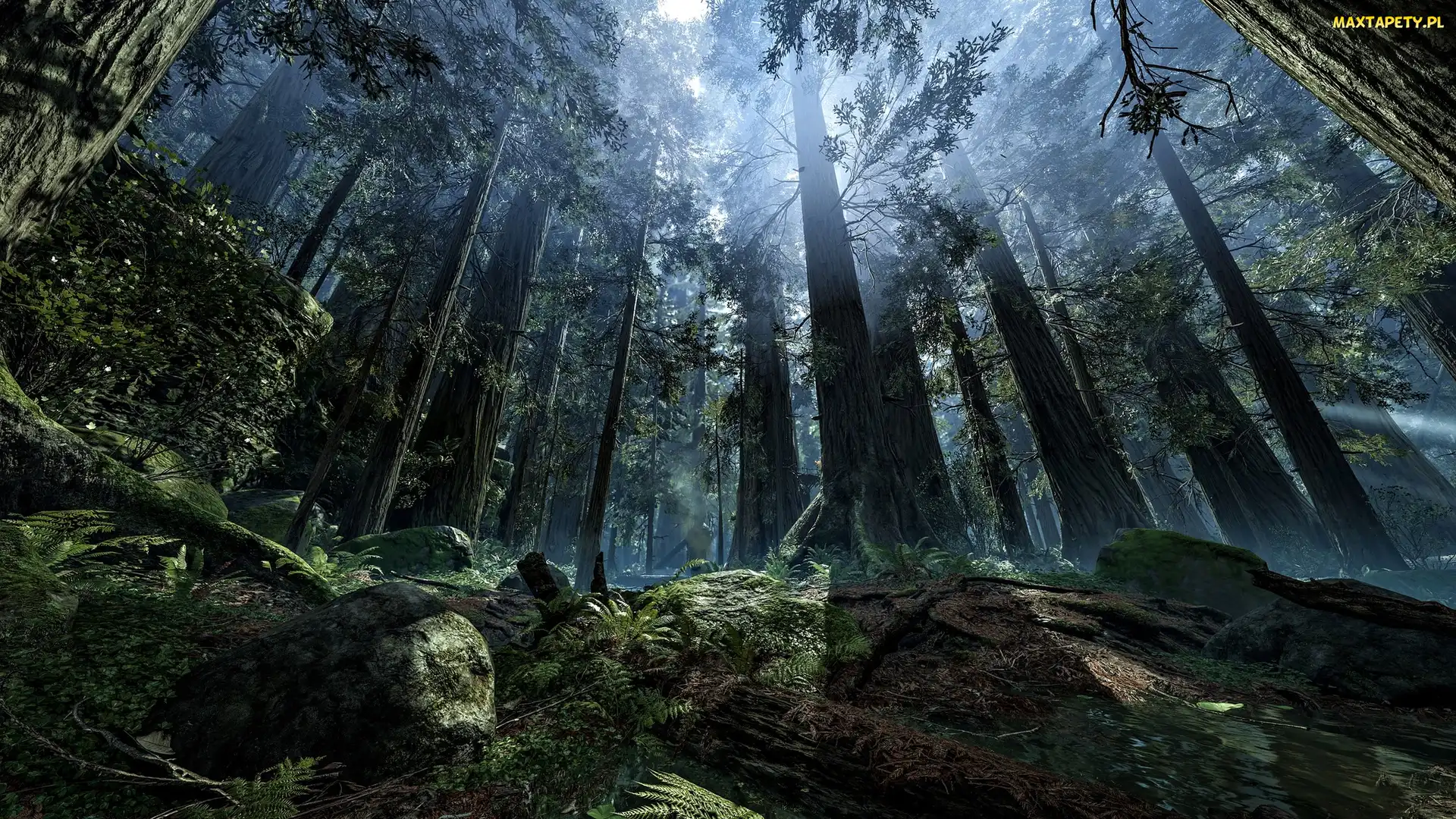 Przebijające światło, Mgła, Star Wars Battlefront, Gra, Planeta Endor, Las
