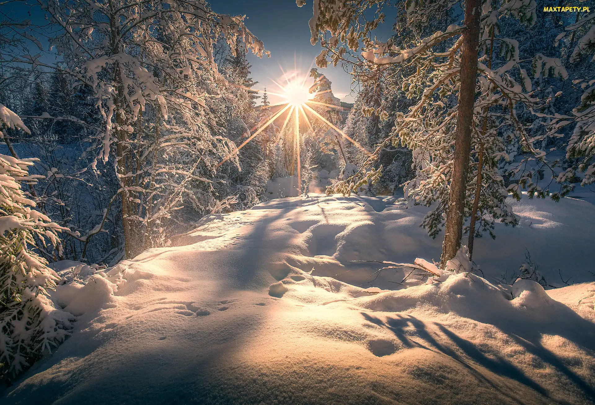 Zima, Śnieg, Las, Promienie słońca, Drzewa