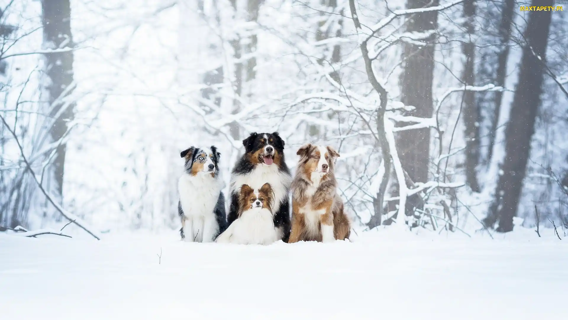 Zima, Spaniel kontynentalny miniaturowy Papillon, Psy, Drzewa, Berneński pies pasterski, Cztery, Owczarek australijski