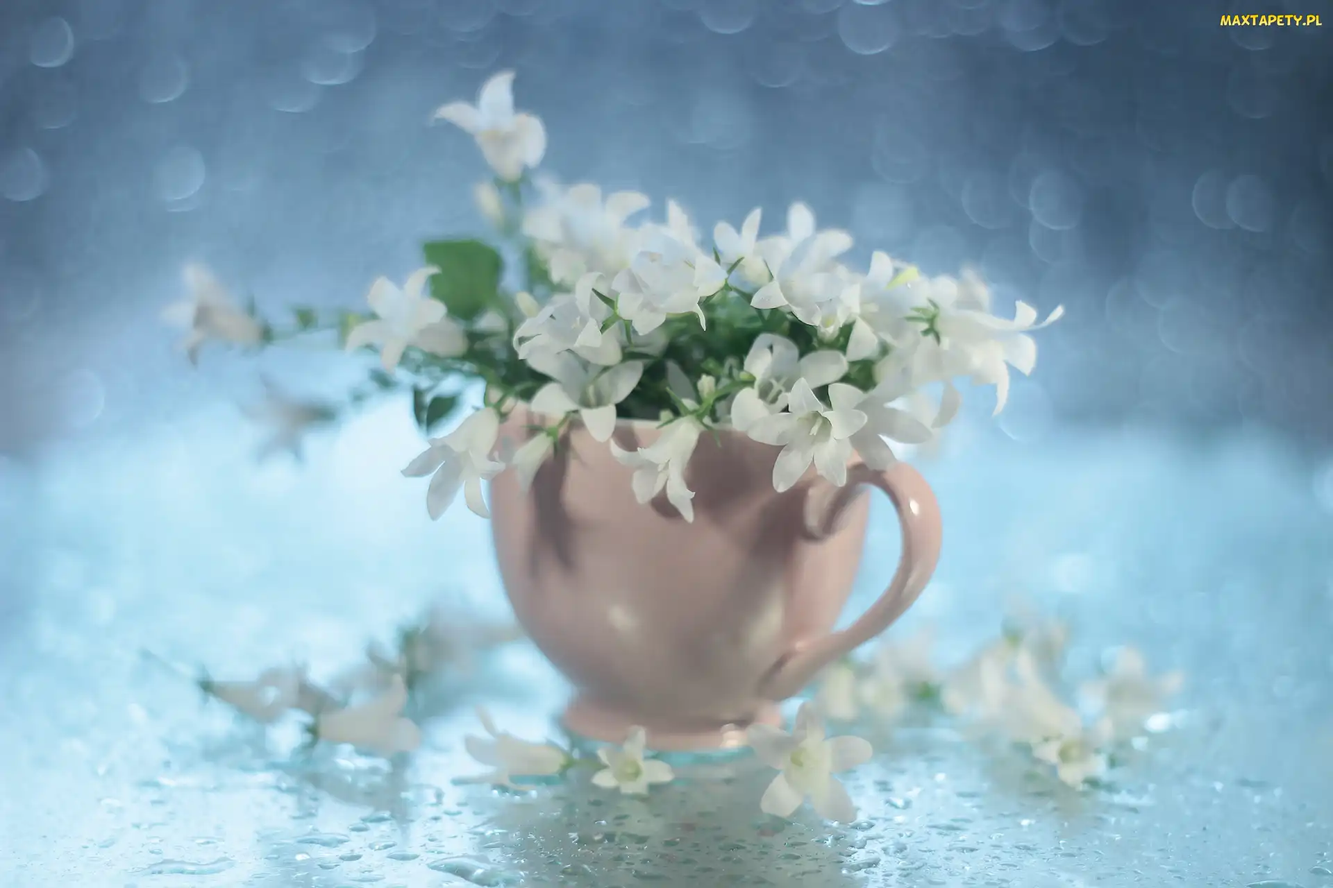 Różowa, Filiżanka, Kwiaty, Dzwonki, Białe, Campanula