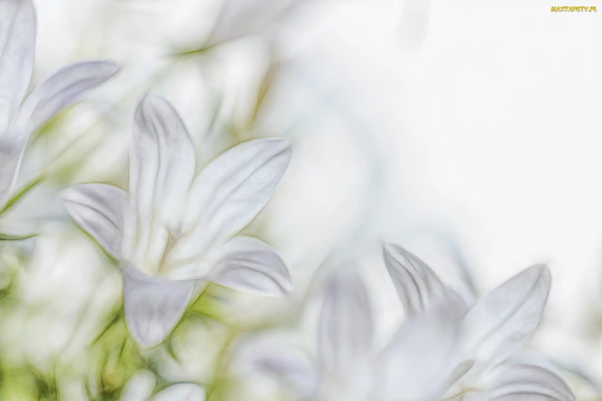 Campanula, Fractalius, Dzwonki