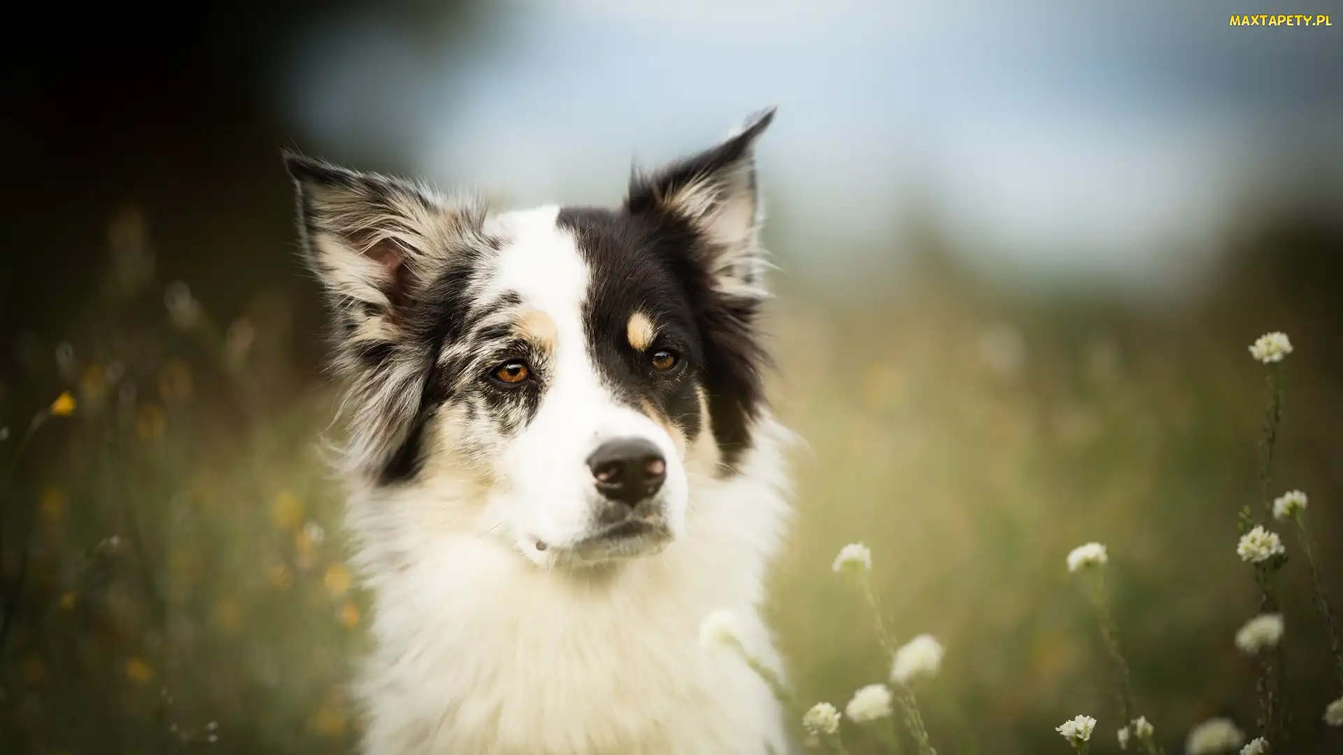 Border collie, Kwiaty, Łąka, Mordka, Pies