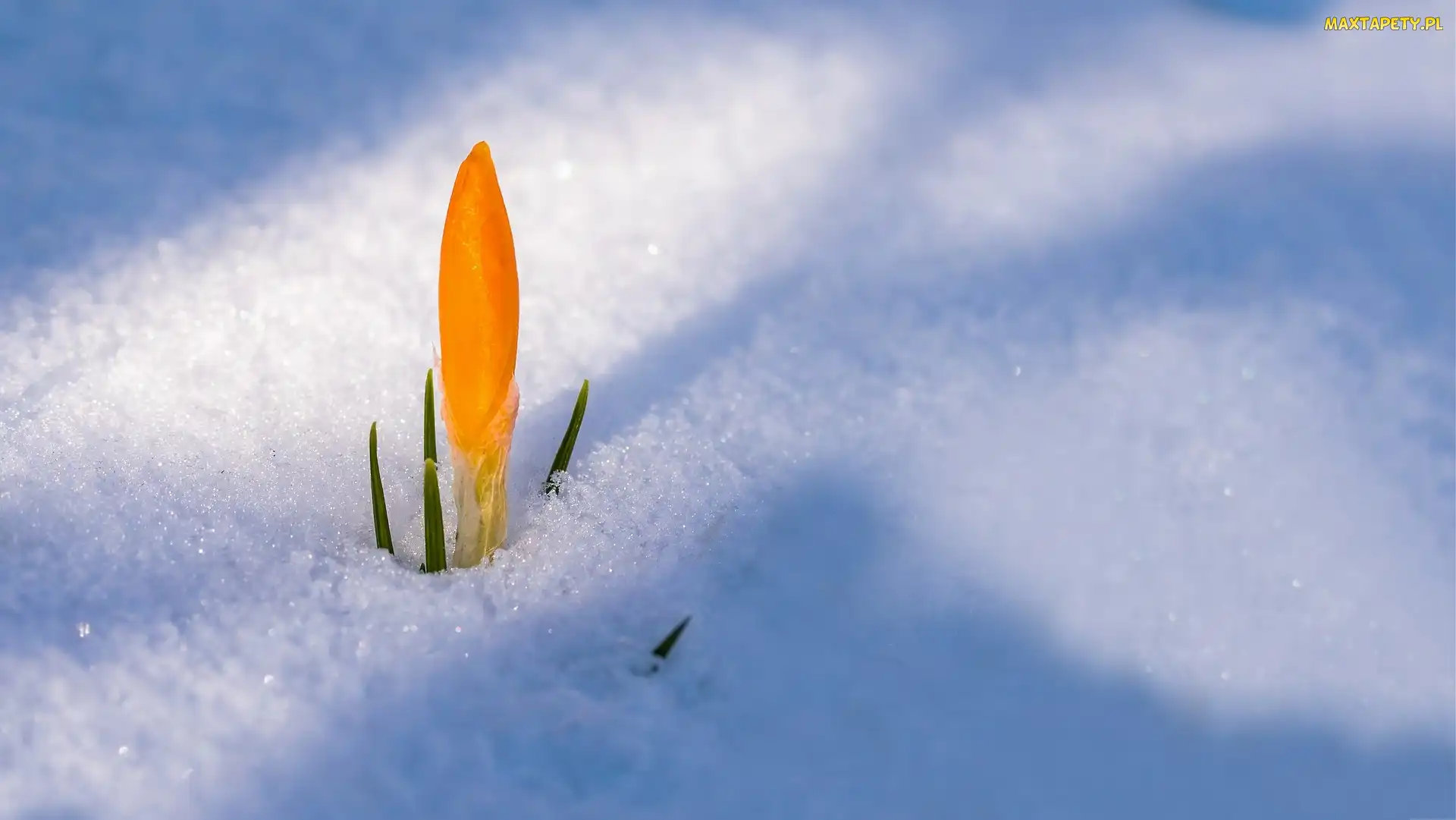 Śnieg, Kwiat, Żółty, Krokus