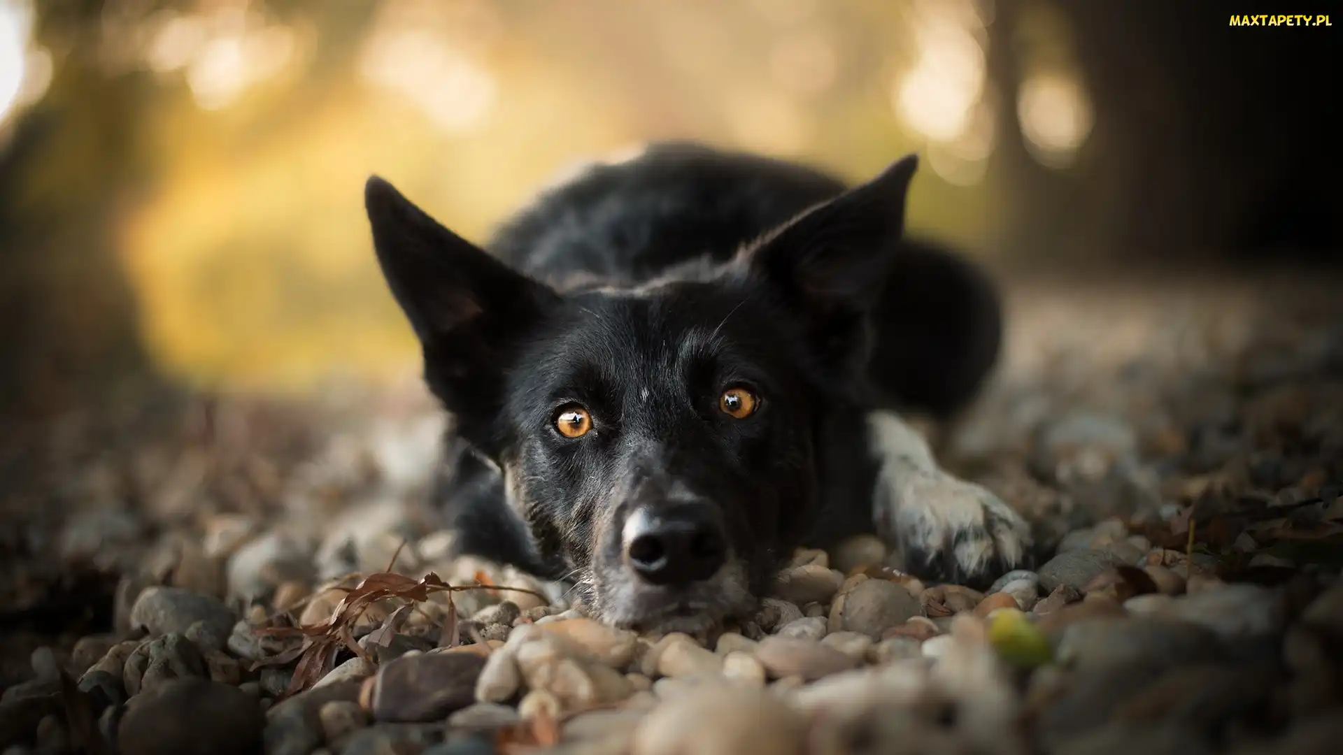 Pies, Kamienie, Mordka, Border collie, Leżący