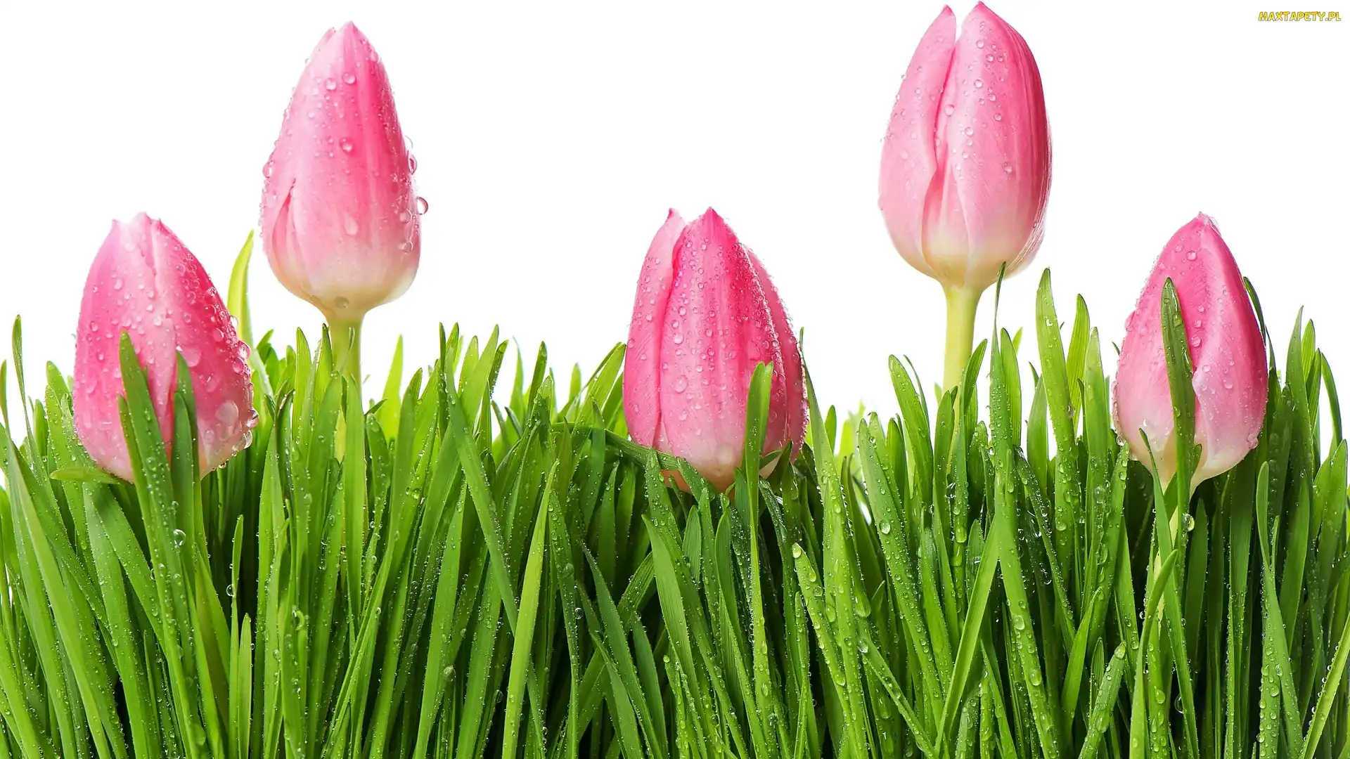Trawa, Krople, Różowe, Tulipany