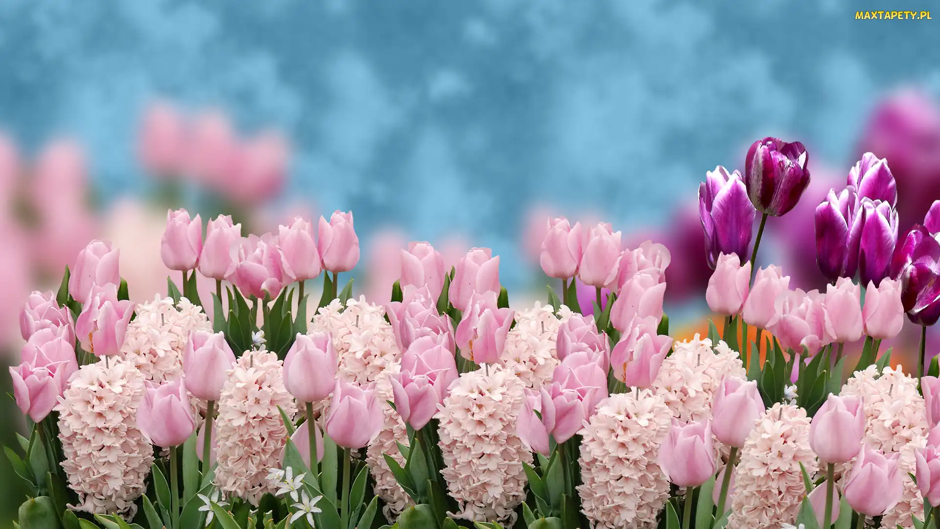 Kwiaty, Hiacynty, Tulipany