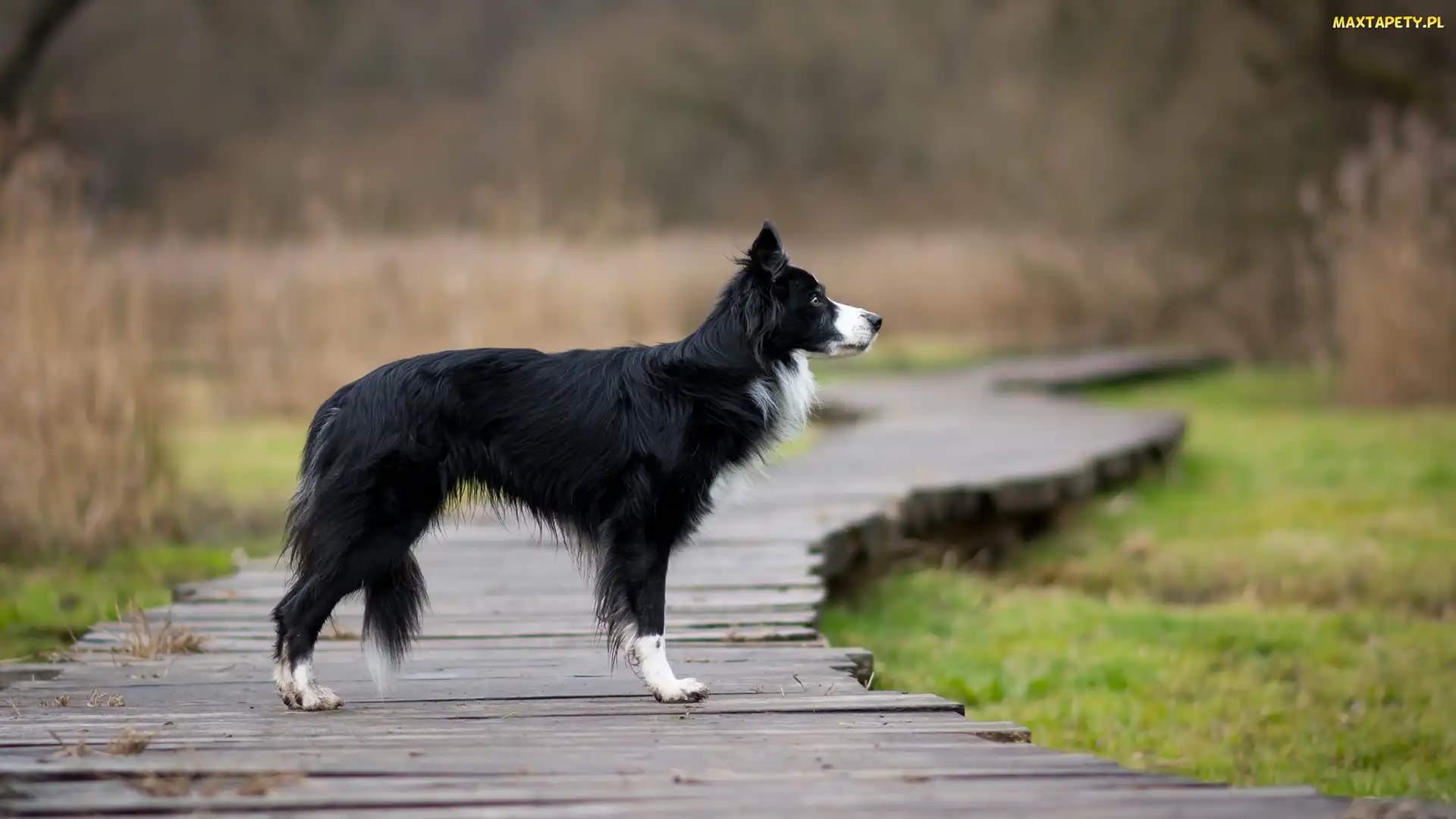 Border collie, Kładka, Pies