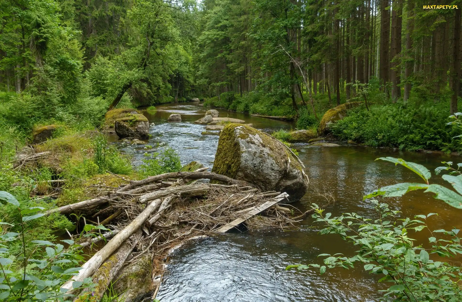 Gałęzie, Konary, Las, Rośliny, Drzewa, Rzeka, Kamienie