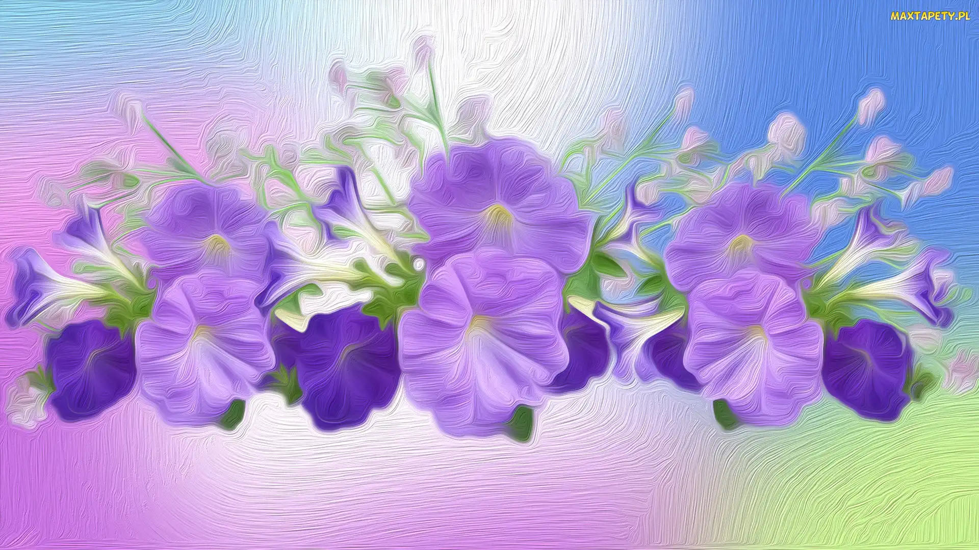 Petunia ogrodowa, Grafika, Kwiaty