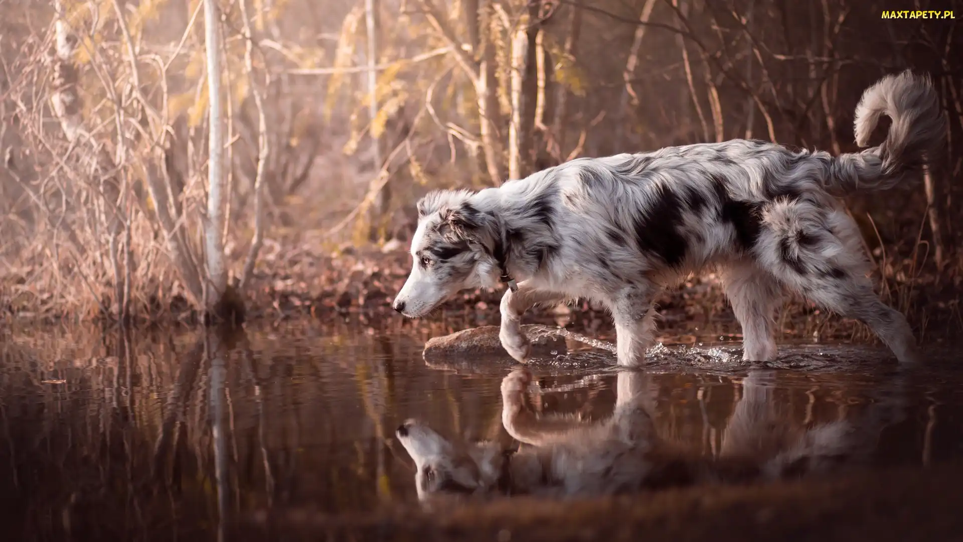 Krzewy, Woda, Pies, Border collie