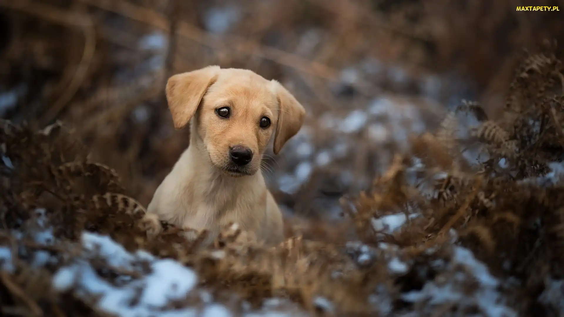 Śnieg, Paproć, Labrador retriever, Szczeniak, Suche, Liście