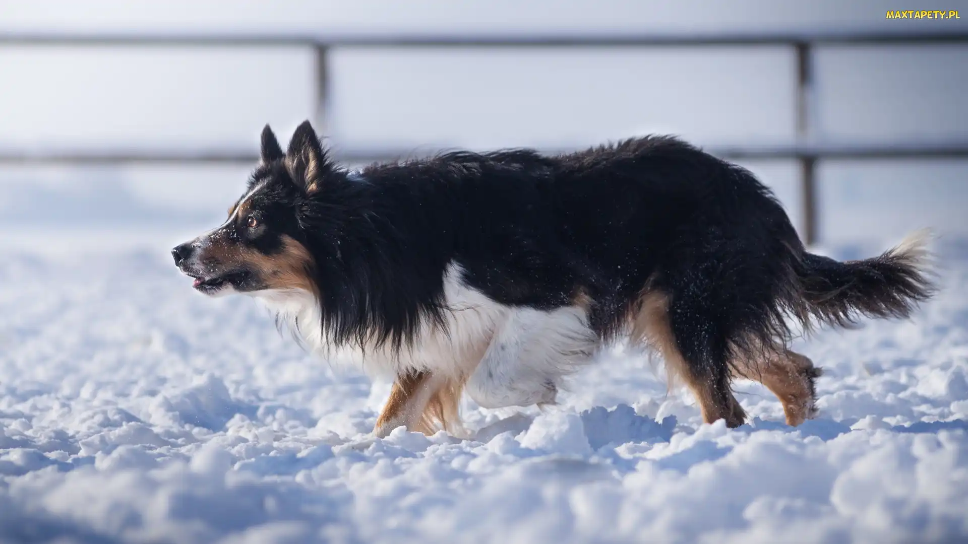 Pies, Śnieg, Border collie