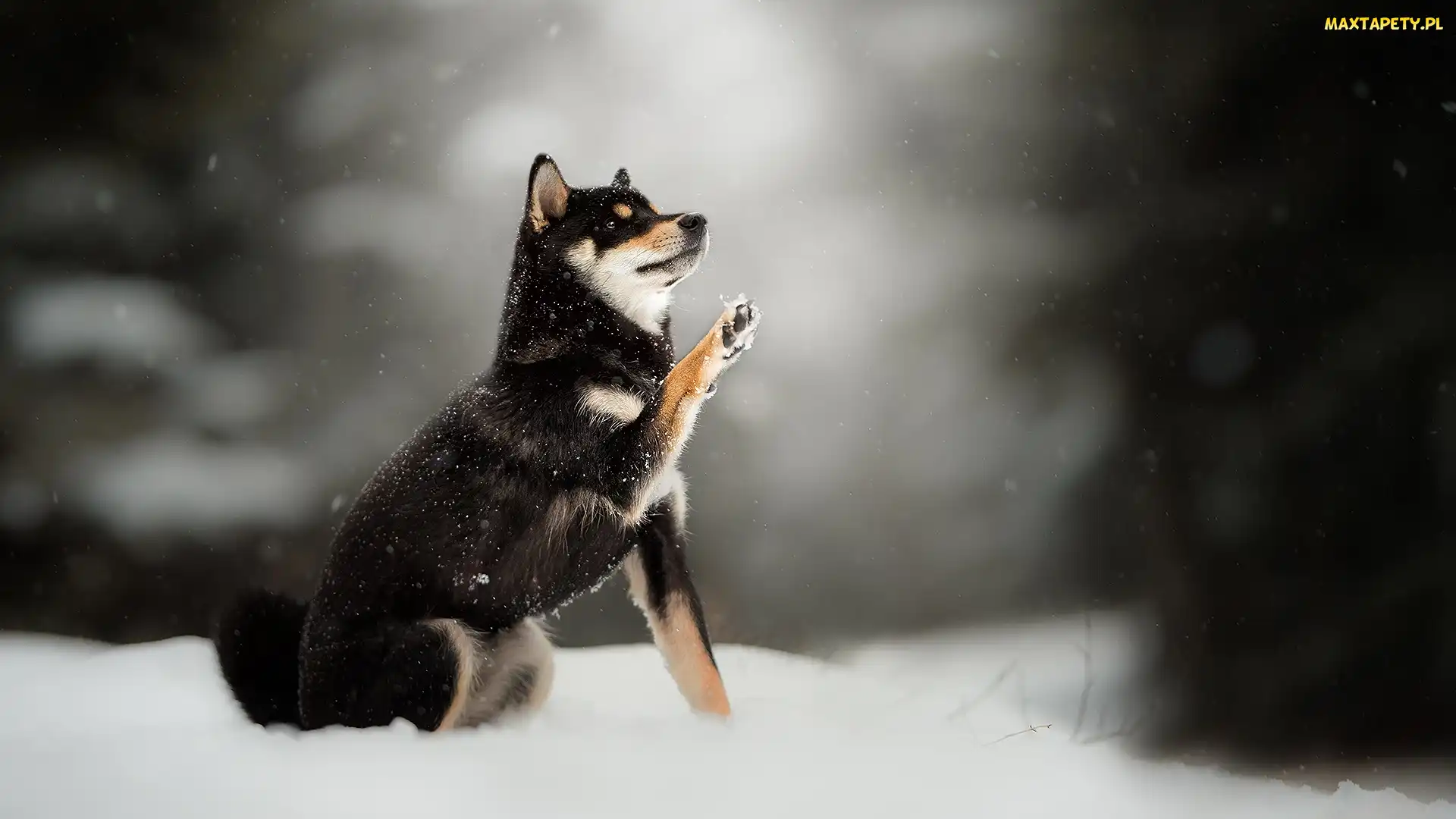 Pies, Tło, Śnieg, Rozmyte, Shiba inu