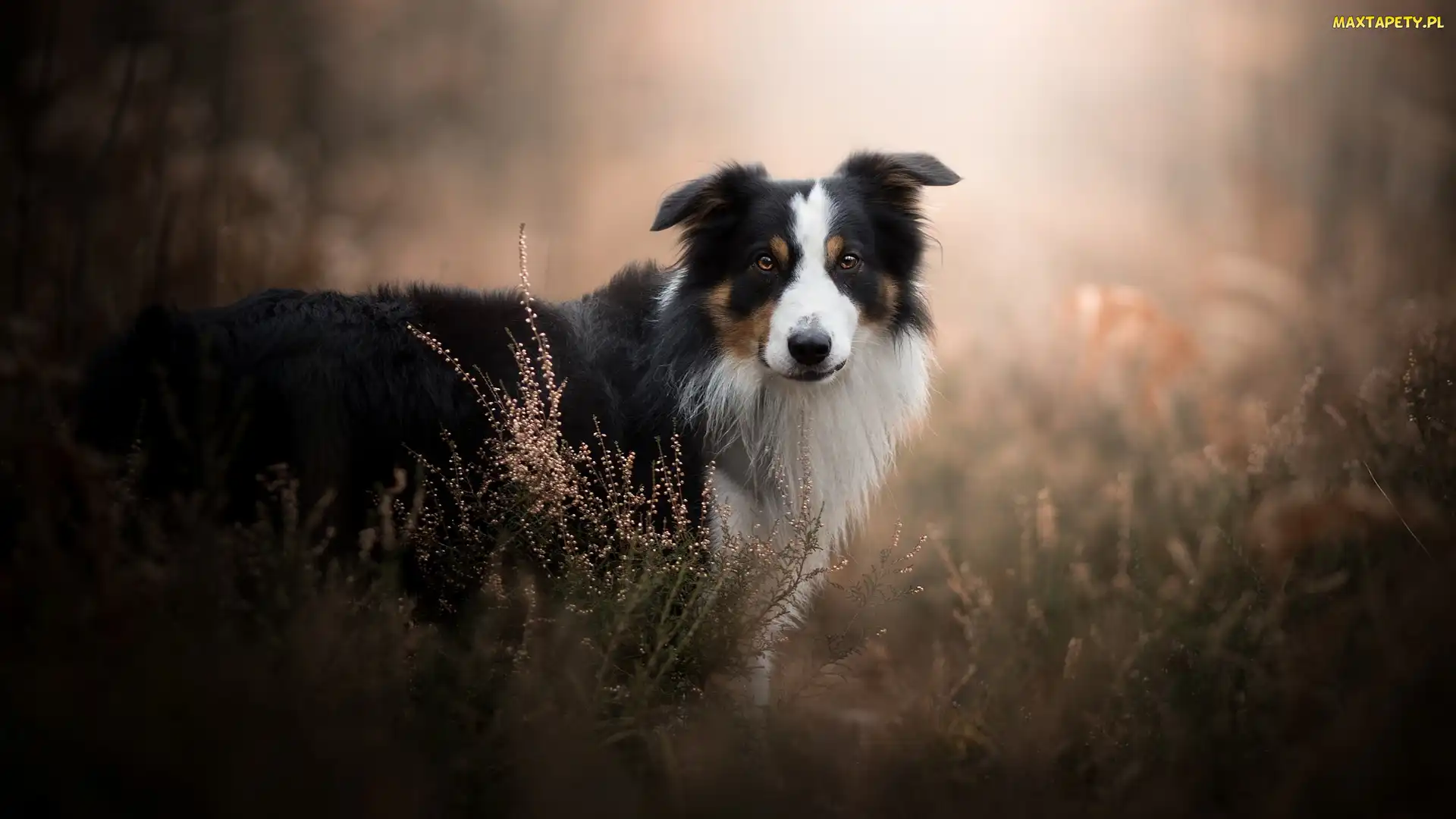 Border collie, Tło, Rozmyte, Wrzosy, Pies