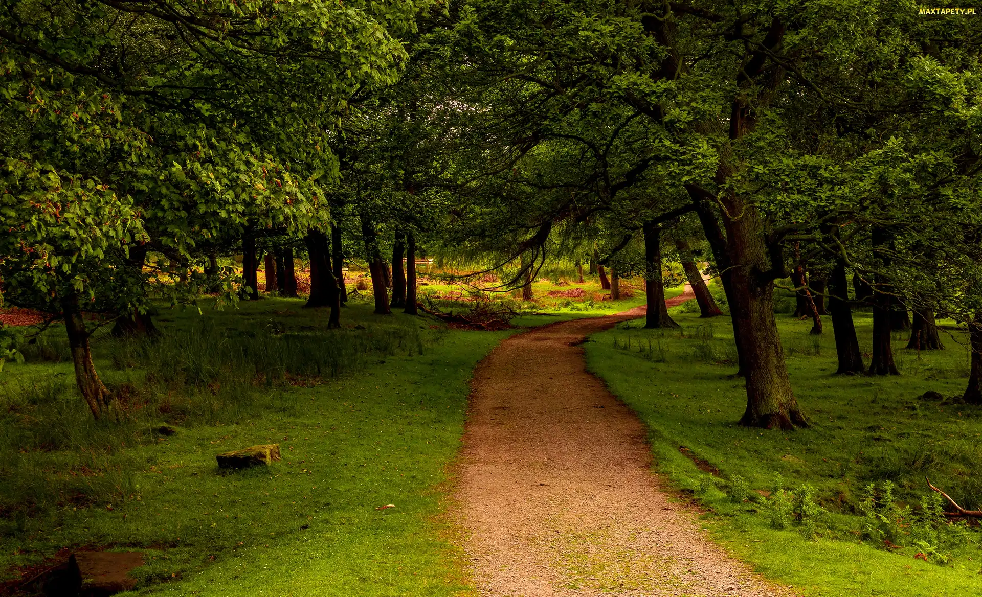 Droga, Park, Drzewa