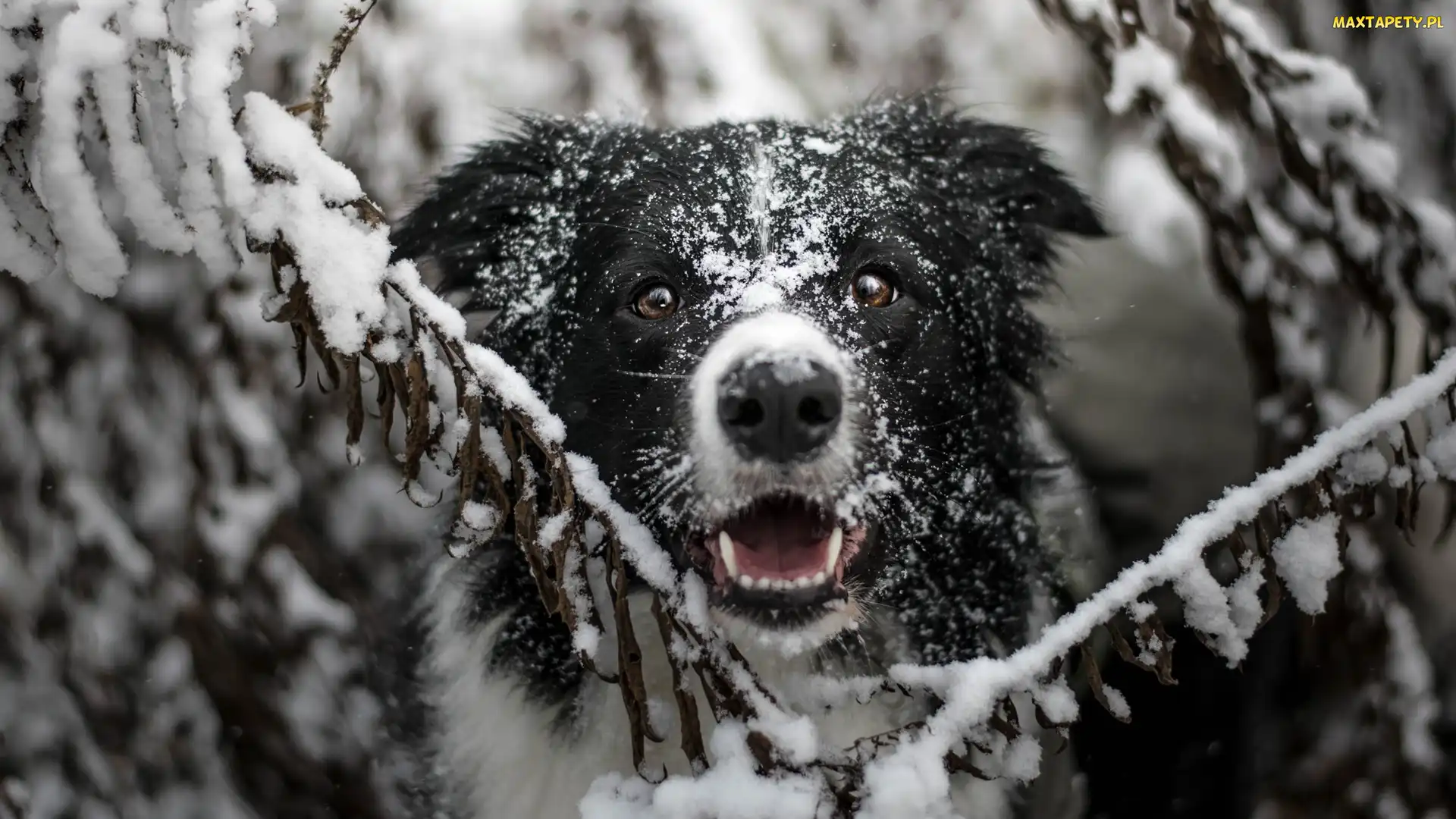 Border collie, Śnieg, Gałązki, Mordka, Pies
