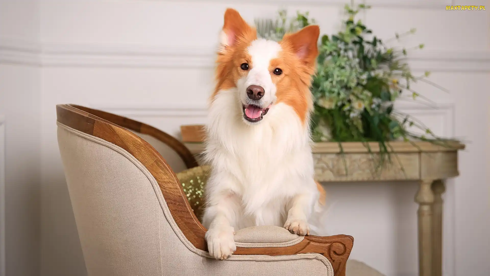 Kwiaty, Stolik, Border collie, Pies, Mordka, Fotel