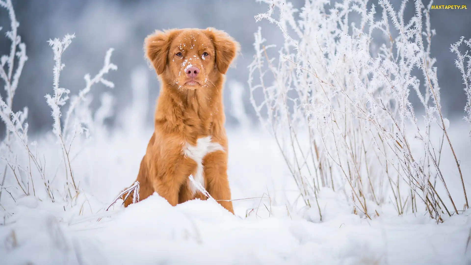 Rośliny, Śnieg, Pies, Retriever z Nowej Szkocji