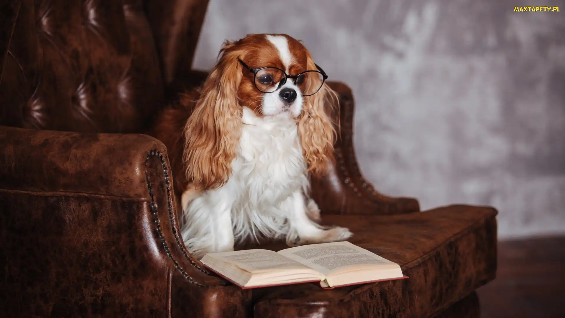 Cavalier King Charles spaniel, Książka, Fotel, Okulary, Pies