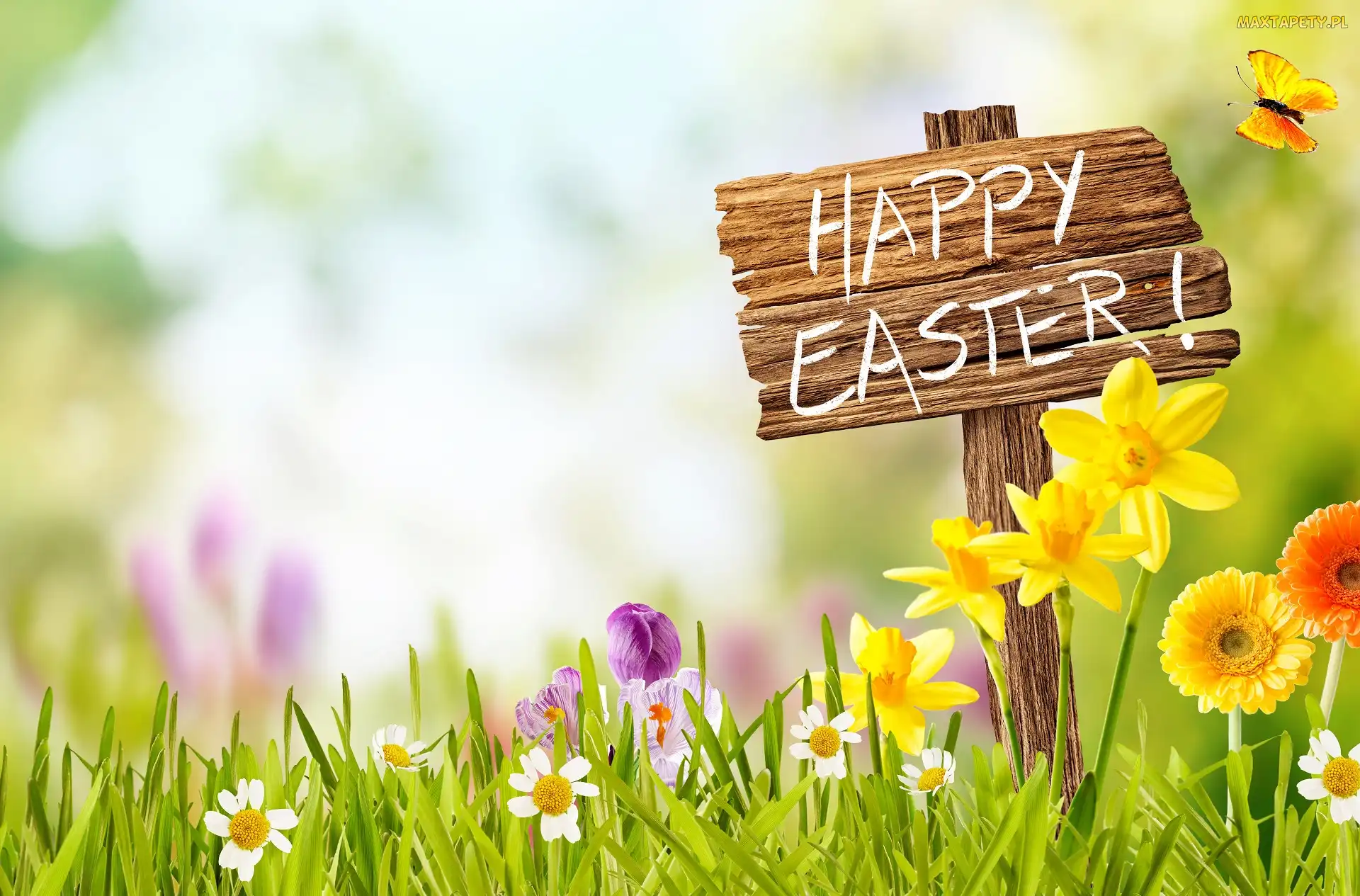 Napis, Krokusy, Wielkanoc, Kwiaty, Gerbery, Happy Easter, Motyl, Żonkile