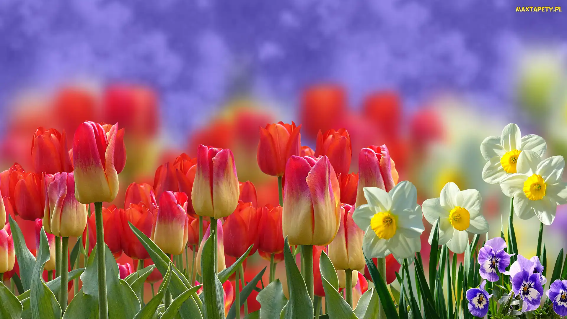 Rozmycie, Bratki, Tulipany, Narcyzy