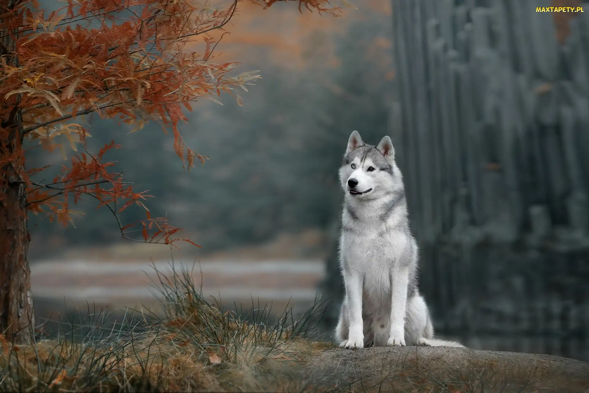 Gałęzie, Drzewo, Pies, Siberian husky