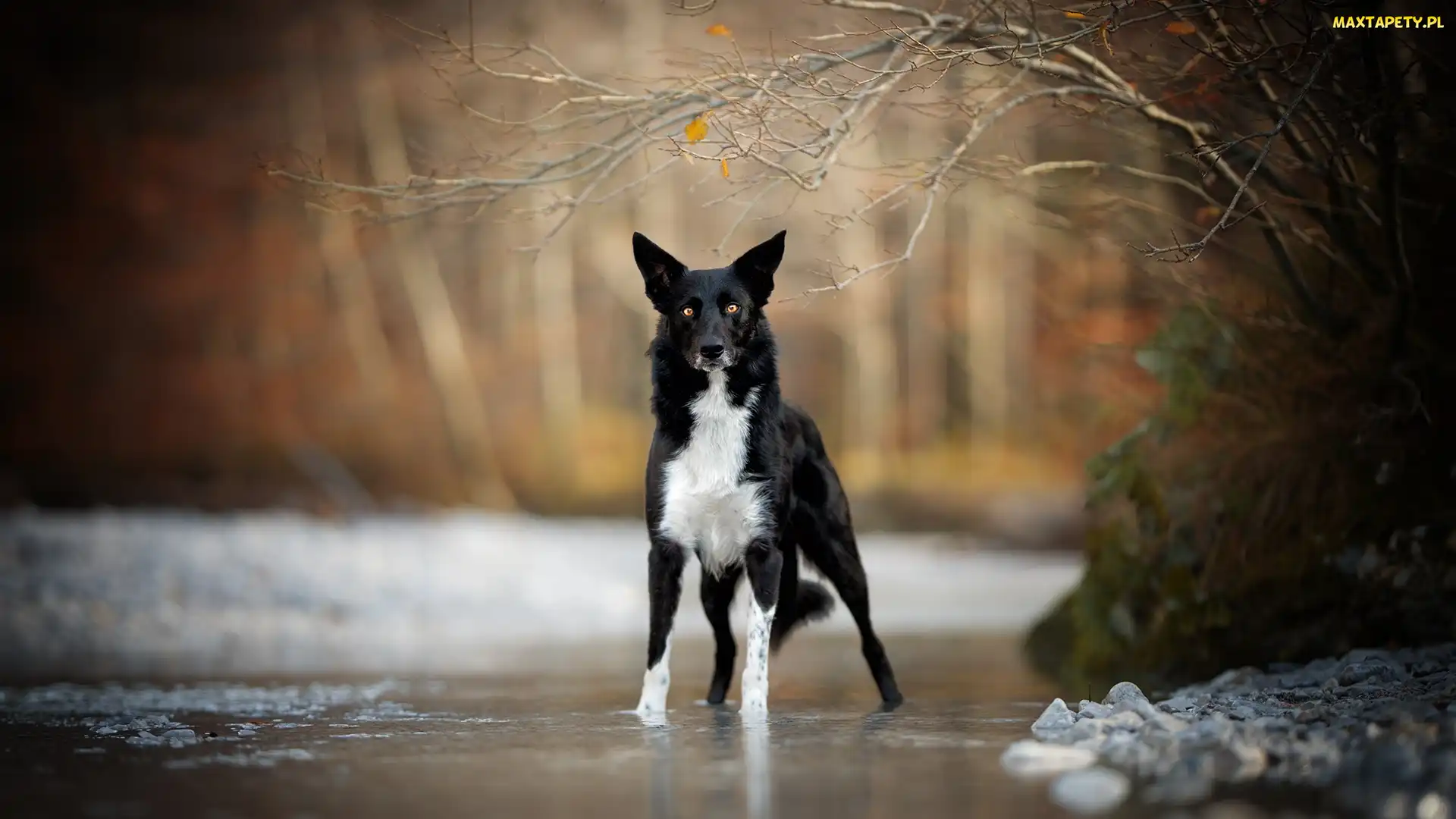 Border collie, Gałązki, Drzewa, Rzeka, Pies