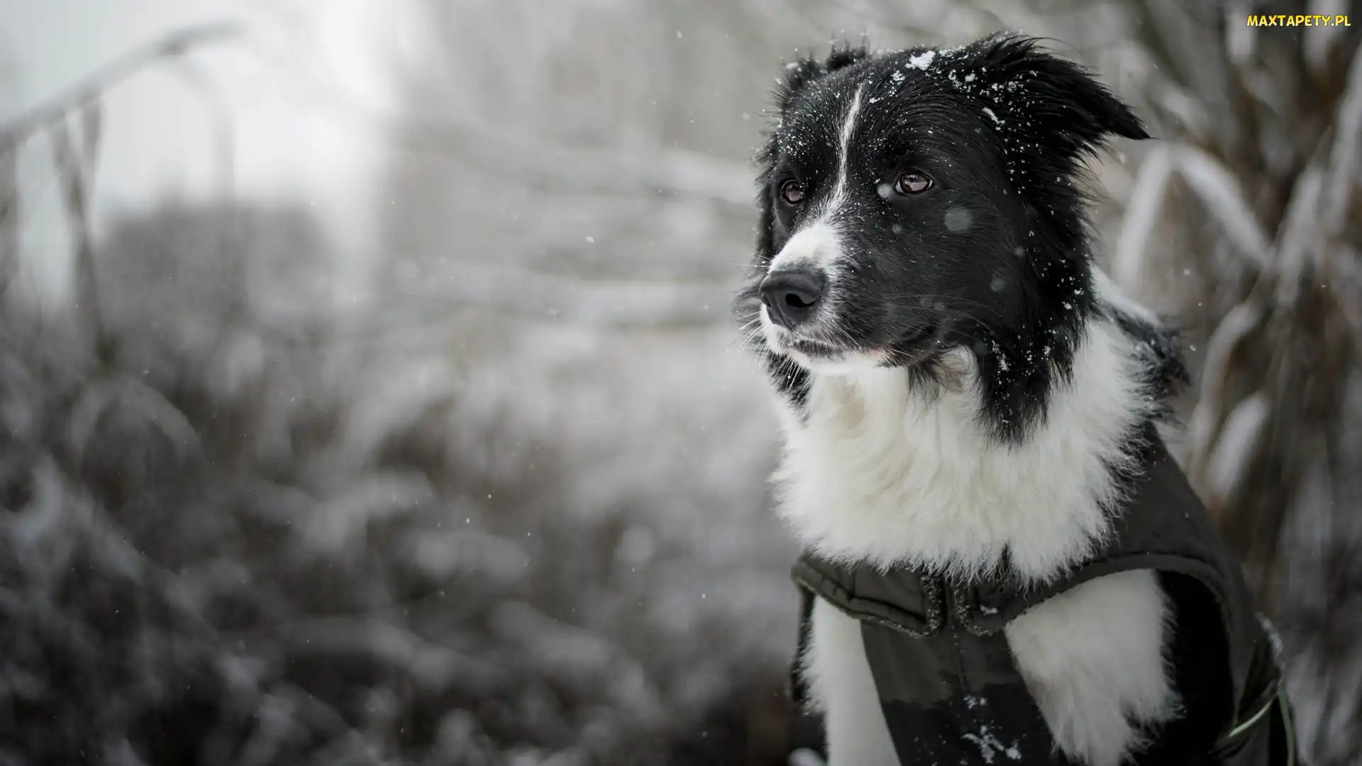 Tło, Rozmyte, Border collie, Pies, Mordka, Śnieg