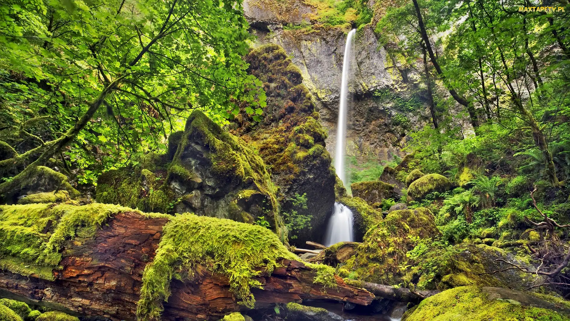 Skały, Krzewy, Drzewa, Mech, Rezerwat przyrody Columbia River Gorge, Potok McCord Creek, Stan Oregon, Stany Zjednoczone, Wodospad Elowah Falls, Las