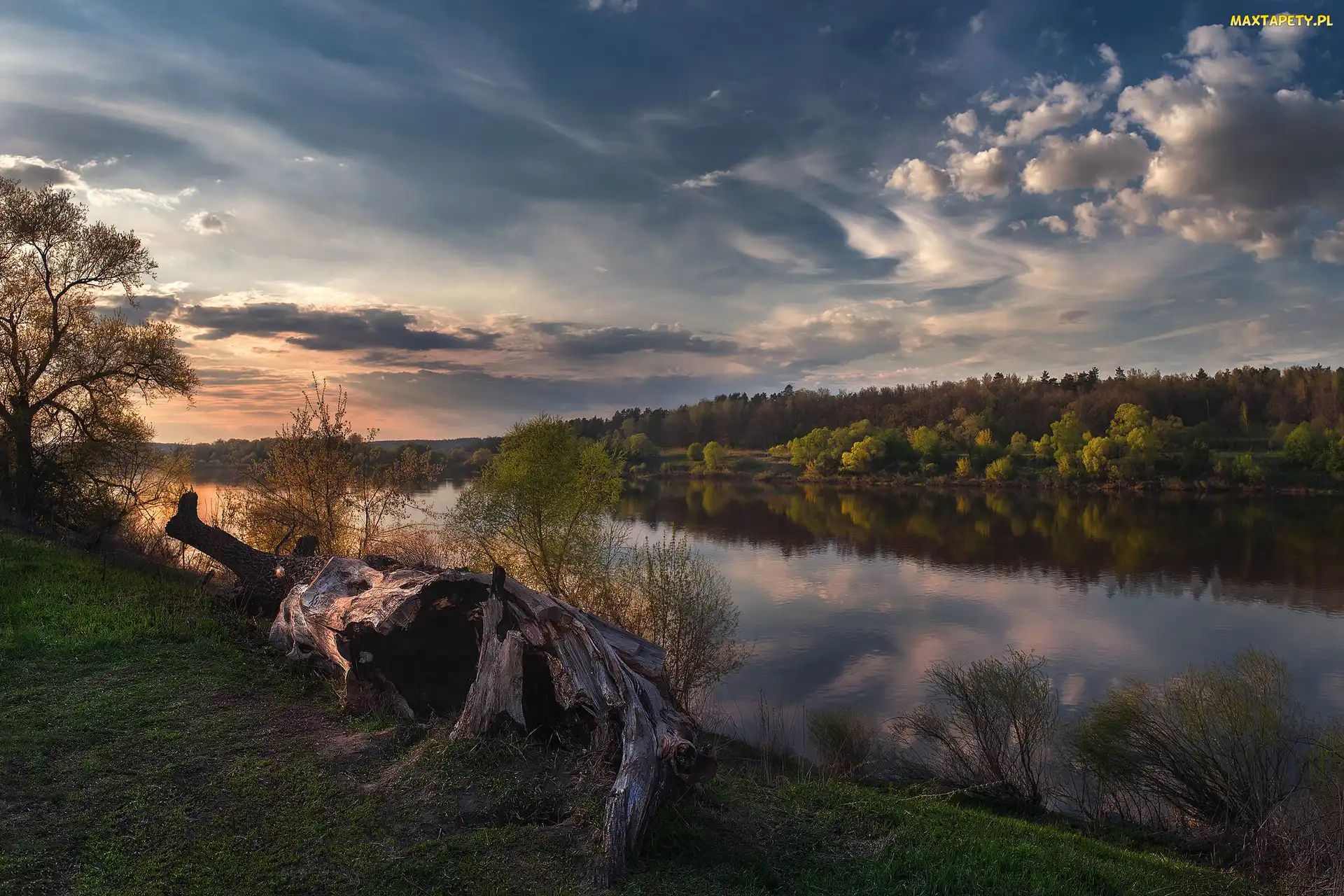 Rzeka, Pień, Suchy, Drzewa, Zachód słońca
