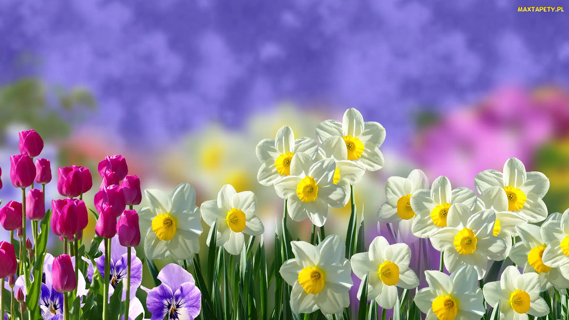 Bratki, Tulipany, Kwiaty, Narcyzy